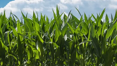 Farmland for Sale at Epe close to St Augustine University, Lagos Nigeria