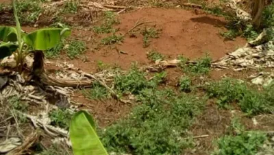 Acres of Farmland for Sale at Ajura after Siun, Ogun state