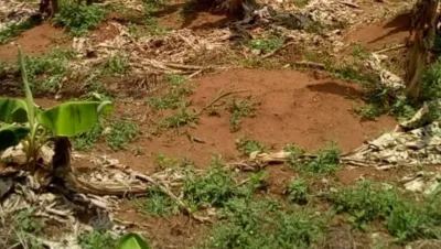Farmland for Sale at Oke Odan after Owode before Ihumbo, Ogun, Nigeria