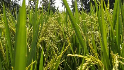 vFarmland for Sale at Ajura Farmland, off Abeokuta Express Way, Ogun state